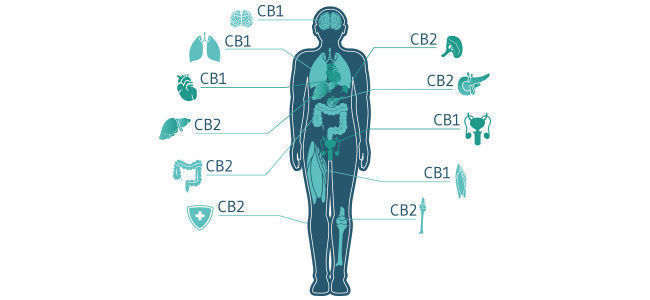 Wie Interagiert CBD Mit Dem Endocannabinoid-System? Wie Interagiert CBD Mit Dem Endocannabinoid-System?