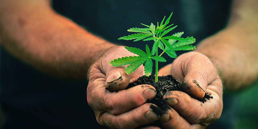 Girl Scout Cookies Anbauen GIRL SCOUT COOKIES ANBAUEN