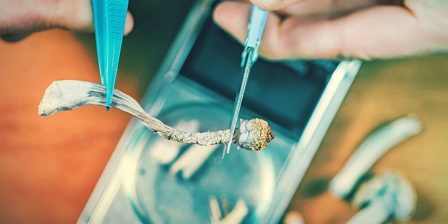 Magic Mushrooms Steigern Die Kreativität MAGIC MUSHROOMS STEIGERN DIE KREATIVITÄT