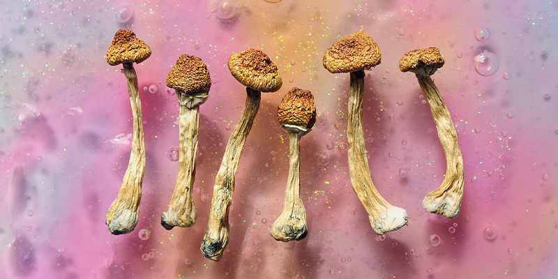 Psilocybin & Psilocin: Die Magie in den Pilzen Psilocybin & Psilocin: Die Magie in den Pilzen