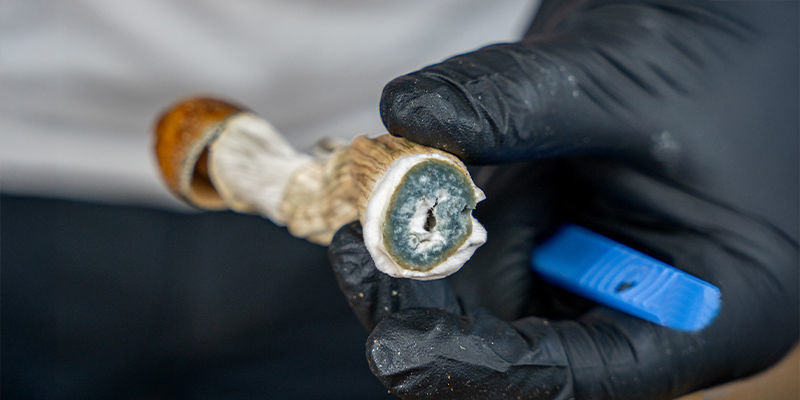 Was bewirkt Psilocybin bei Pilzen? Was bewirkt Psilocybin bei Pilzen?