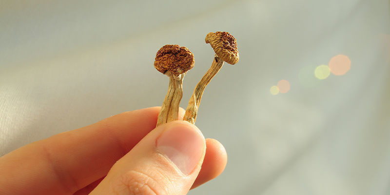 Was ist der Unterschied zwischen Psilocybin und Psilocin? Was ist der Unterschied zwischen Psilocybin und Psilocin?