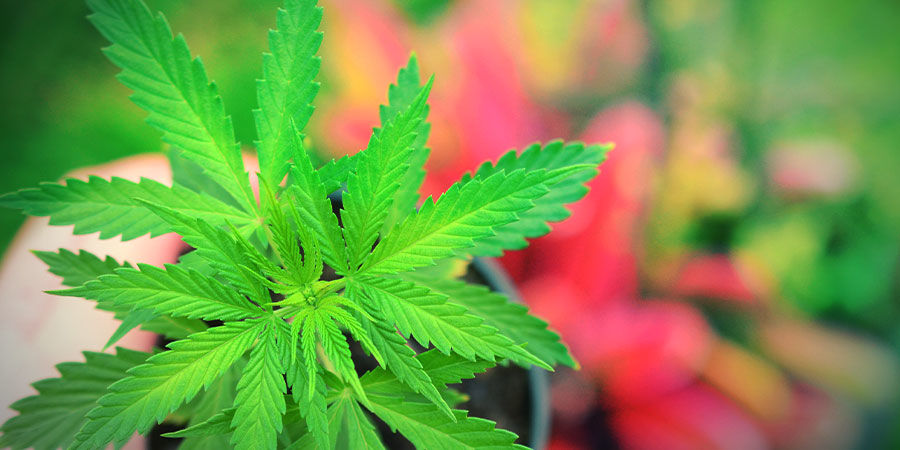 Jack Herer Anbauen JACK HERER ANBAUEN