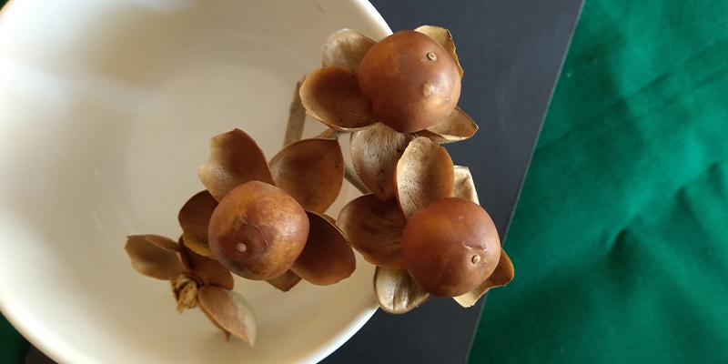 Samen der Hawaiianischen Holzrose Samen der Hawaiianischen Holzrose