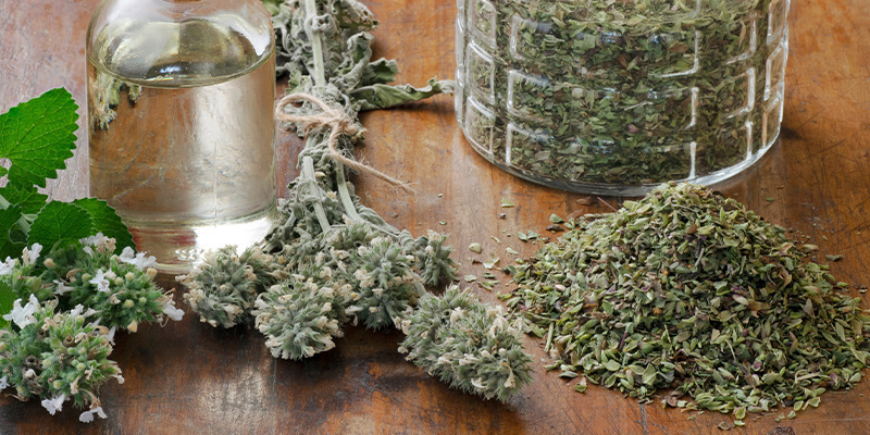 Katzenminze (für Menschen) Katzenminze (für Menschen)