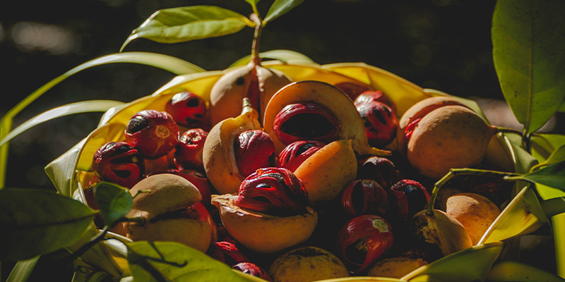 Die 10 bizarrsten Legal Highs Die 10 bizarrsten Legal Highs