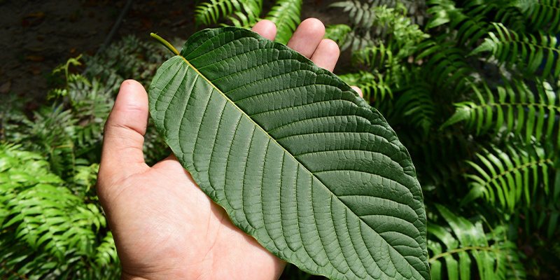 Die Zukunft von Legal Highs Die Zukunft von Legal Highs