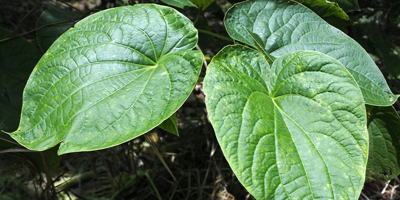 Was sind Legal Highs? Was sind Legal Highs?