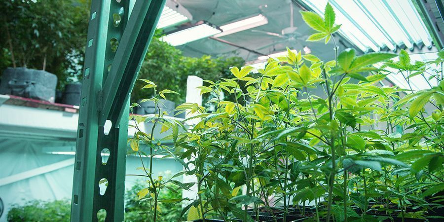 Im Grow Room Im Grow Room