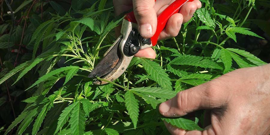 Cannabis-Entlaubung: Alles was Du wissen musst Cannabis-Entlaubung: Alles was Du wissen musst
