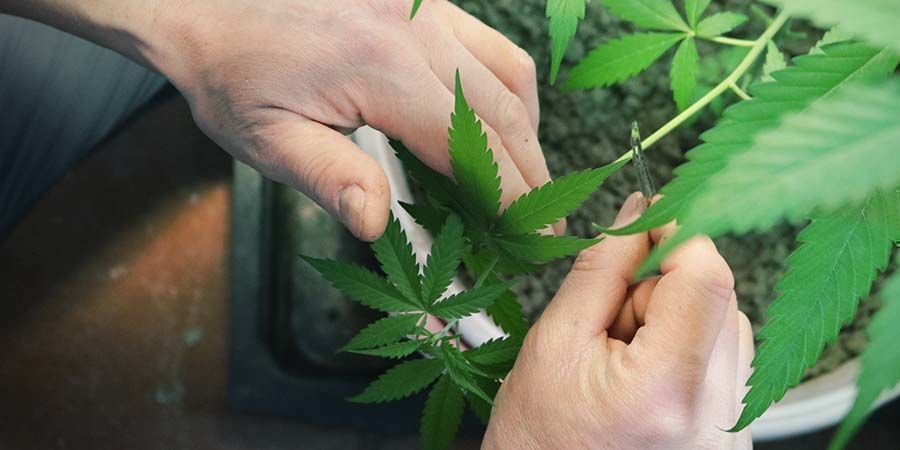 Entasten Cannabis Pflanzen Entasten Cannabis Pflanzen
