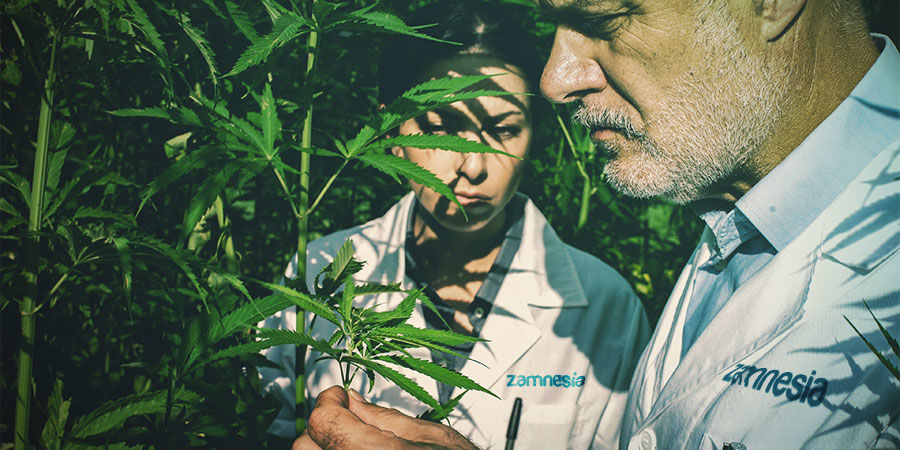 Legalität Und Kultivierung Von Hanf LEGALITÄT UND KULTIVIERUNG VON HANF