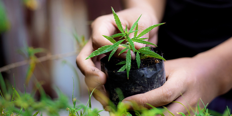 Alle Tipps kombiniert: Von Grund auf erstklassiges Cannabis anbauen Alle Tipps kombiniert: Von Grund auf erstklassiges Cannabis anbauen