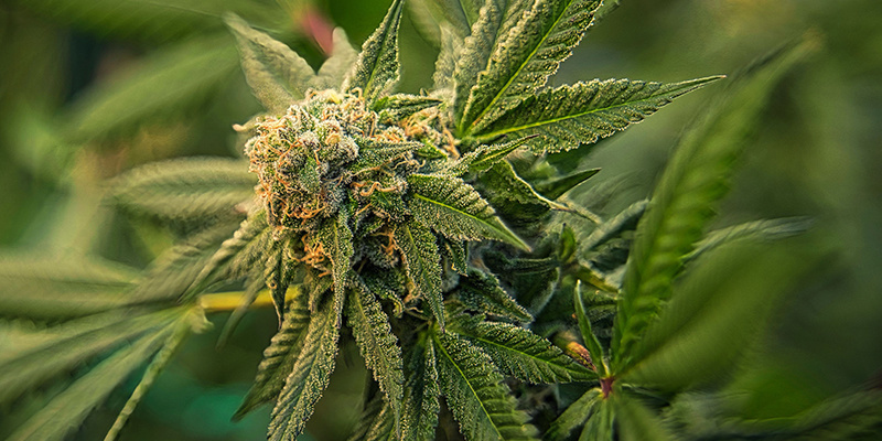 1. Tipp: Entscheide dich für starke Genetik, um gesunde Cannabispflanzen zu erhalten 1. Tipp: Entscheide dich für starke Genetik, um gesunde Cannabispflanzen zu erhalten