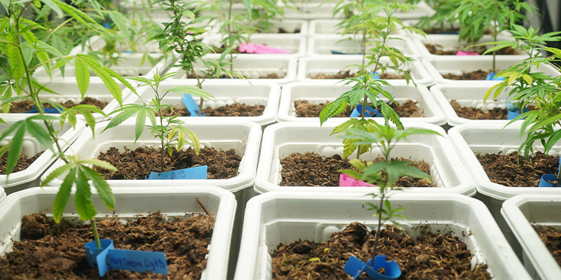 2. Tipp: Schaffe von Anfang an optimale Wachstumsbedingungen 2. Tipp: Schaffe von Anfang an optimale Wachstumsbedingungen