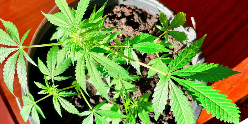 3. Tipp: Finde den richtigen Standort für den Cannabisanbau 3. Tipp: Finde den richtigen Standort für den Cannabisanbau