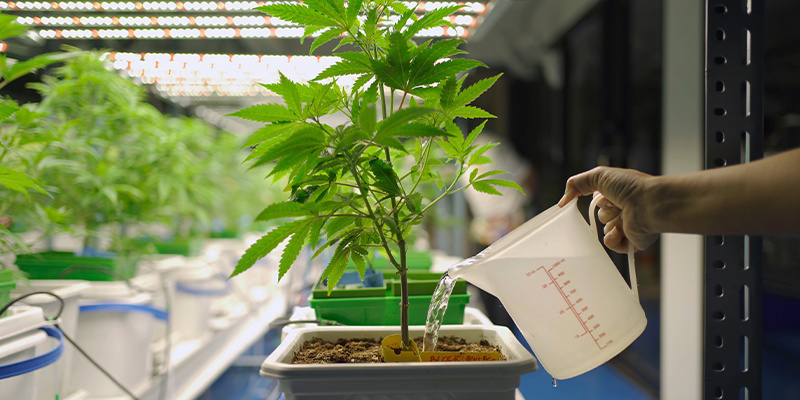 5. Tipp: Erlerne die richtige Form der Bewässerung, um einen besseren Ertrag zu erzielen 5. Tipp: Erlerne die richtige Form der Bewässerung, um einen besseren Ertrag zu erzielen