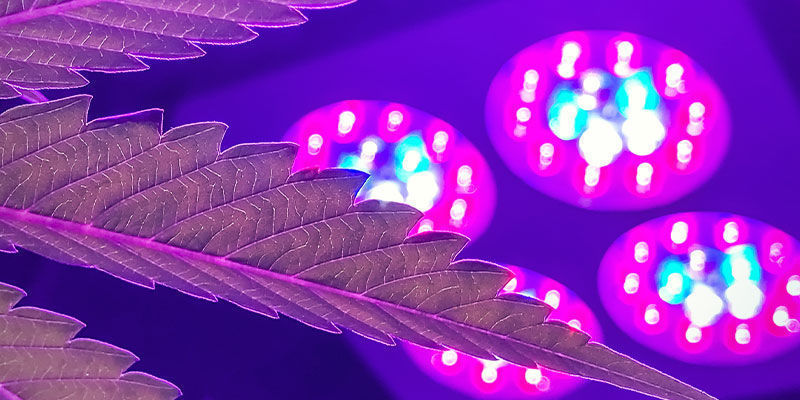 Welche Anbaulampe Hat Das Beste Lichtspektrum Für Cannabis? Welche Anbaulampe Hat Das Beste Lichtspektrum Für Cannabis?