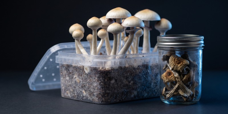 Was sind Magic Mushrooms? Was sind Magic Mushrooms?