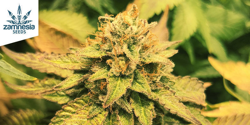 Bubble Gum Bubble Gum