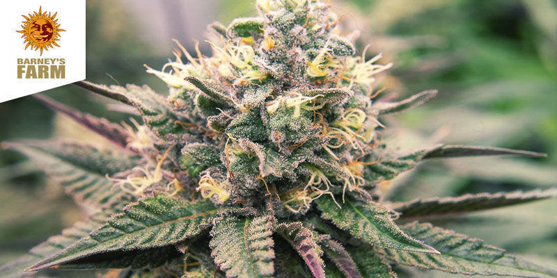 Mimosa Evo Mimosa Evo