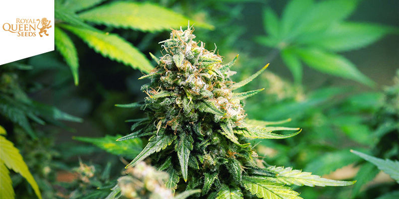 OG Kush (Royal Queen Seeds) OG Kush (Royal Queen Seeds)