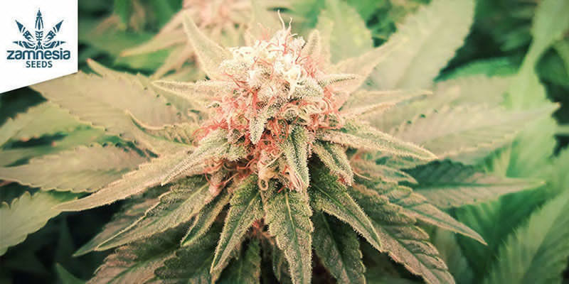 OG Kush (Zamnesia Seeds) OG Kush (Zamnesia Seeds)