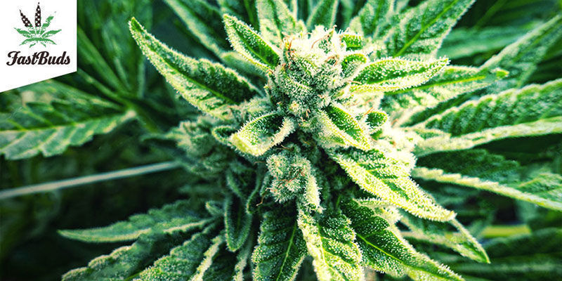 Original Auto OG Kush (FastBuds) Original Auto OG Kush (FastBuds)