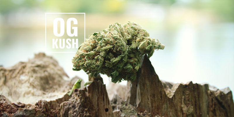 Was Bedeutet OG? OG Kush Cannabis: Was Bedeutet OG?