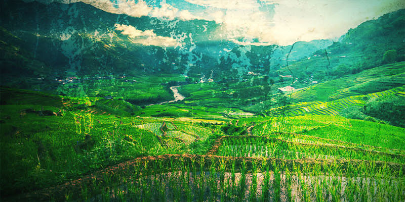 Woher Stammt OG Kush? Woher Stammt OG Kush?