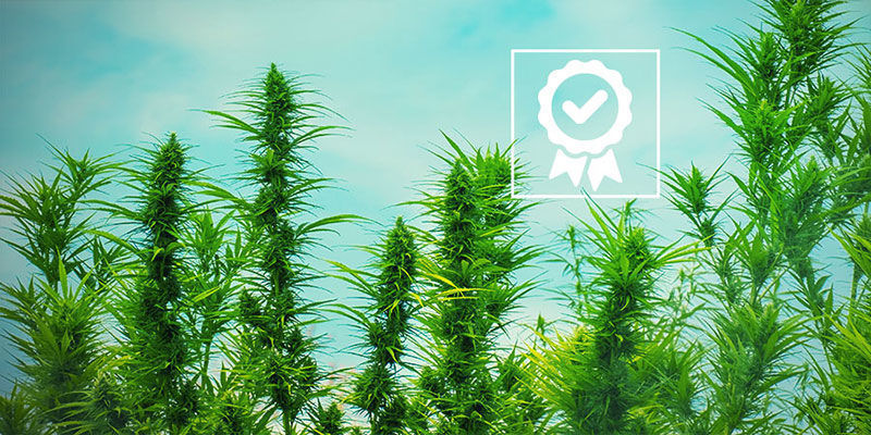 Welche OG Kush Ist Die Beste? Welche OG Kush ist die beste?