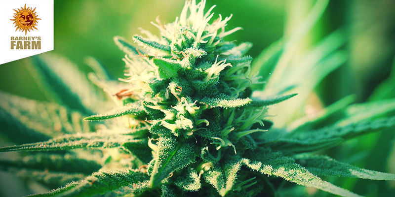 Blueberry Cheese (Barney’s Farm) Blueberry Cheese (Barney’s Farm)