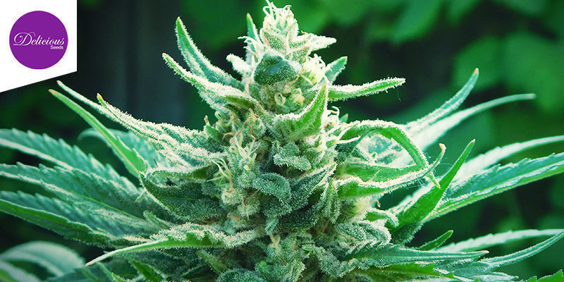 Eleven Roses (Delicious Seeds) Eleven Roses (Delicious Seeds)