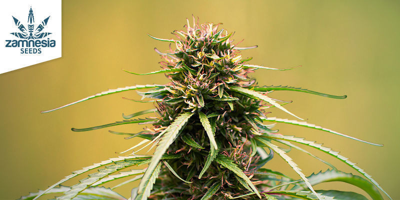 Frosted Guava Automatic (Zamnesia Seeds) Frosted Guava Automatic (Zamnesia Seeds)