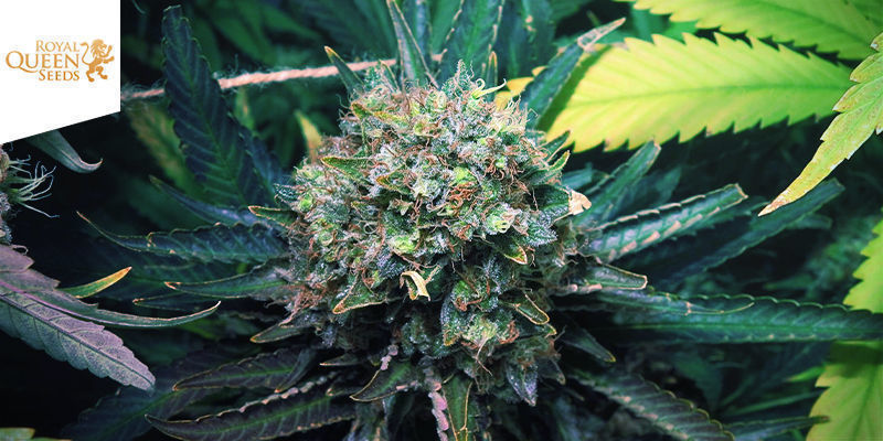Northern Light (Royal Queen Seeds) Northern Light (Royal Queen Seeds)