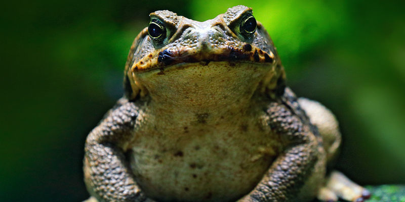 Kröten Kröten