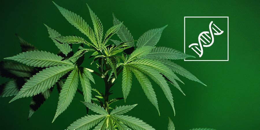 Schlechte Genetik Schlechte Genetik