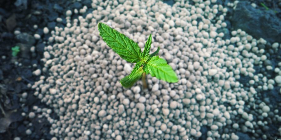 Überfütterung Überfütterung