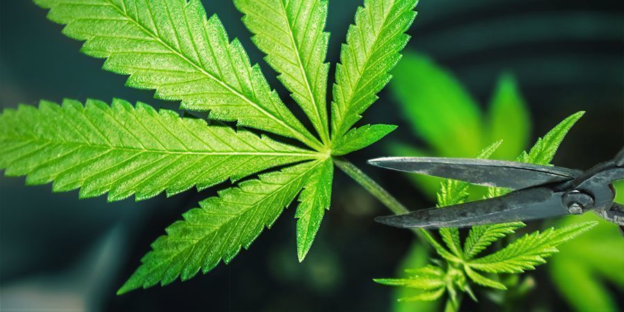 Übermässiges Beschneiden Übermässiges Beschneiden