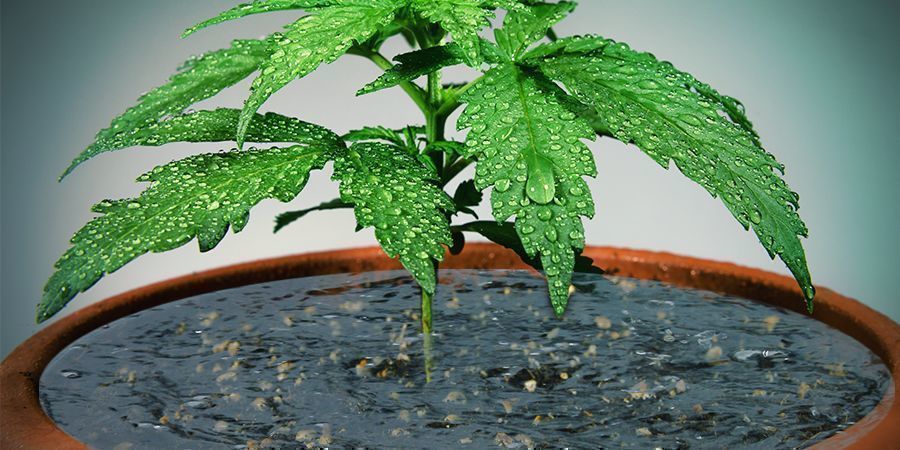 Überwässerung Überwässerung