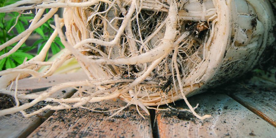 Wurzelbegrenzung Wurzelbegrenzung