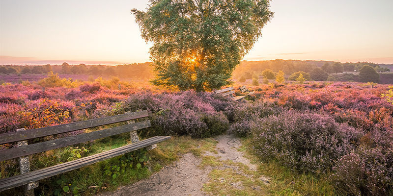 Hoge Veluwe HOGE VELUWE