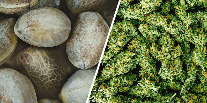 Sind Reguläre Cannabissamen Besser Als Feminisierte? Sind reguläre Cannabissamen besser als feminisierte?