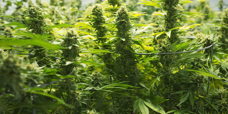 Ertrag Reguläre Und Feminisierte Cannabissamen: Ertrag