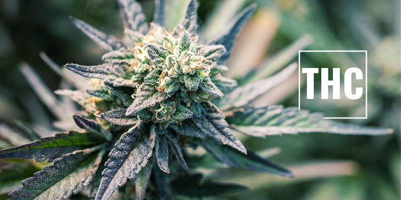 Was Ist THC? Was Ist THC?