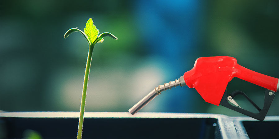 Sour Diesel Anbauen SOUR DIESEL ANBAUEN