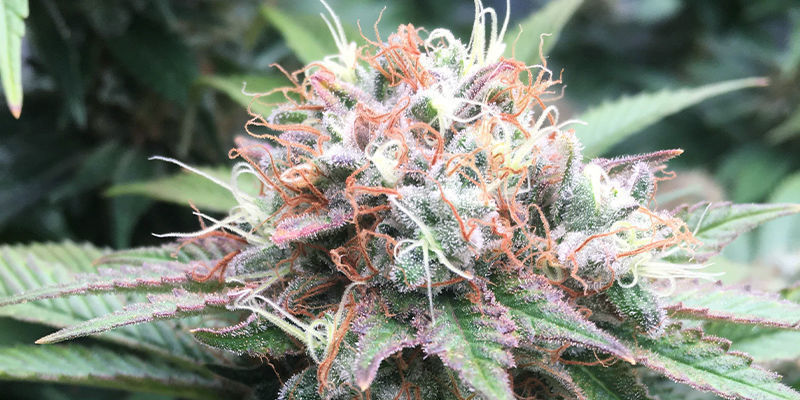 Great White Shark Great White Shark