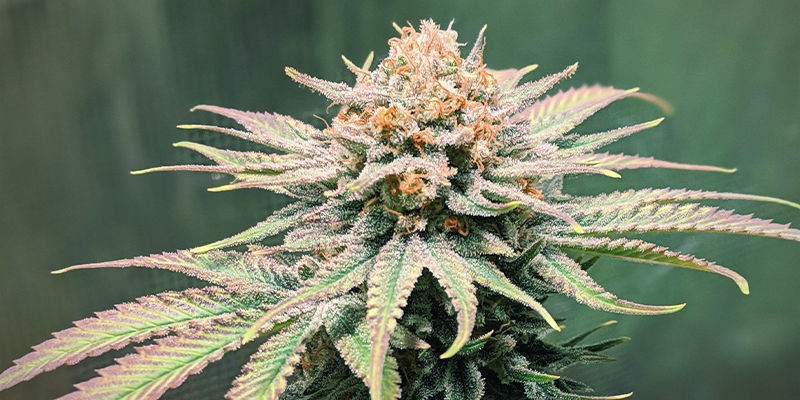 Jack Herer Jack Herer