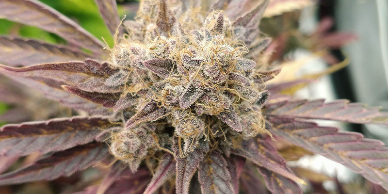 Purple Haze Automatic Purple Haze Automatic