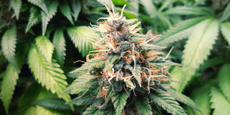 Sour Diesel Sour Diesel